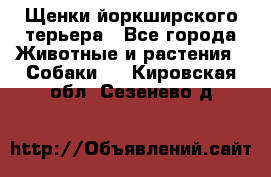 Щенки йоркширского терьера - Все города Животные и растения » Собаки   . Кировская обл.,Сезенево д.